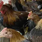 ديكو عربي فري