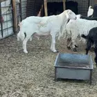 طلي فحل حري سدس توطالعه تماميته كفو شرط نسف وقريع ومالطيه