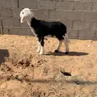 داغور للبيع
