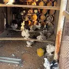 للبيع اجواز رقاص هندي
