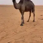 لقحه طيبه مجهم