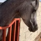 مهر شعبي فاخر جدا  ماشاءالله