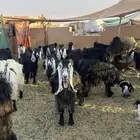 للبيع معزا جملة