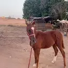 مهر
