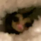 شوقر قلايدر بي جميع أنواعها