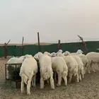 طليان حري ذبايح جبر