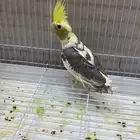 كروان فراشه