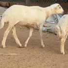 مشروع فحل رفيدي شرط النسف