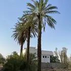 نخل مثمر