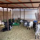 معزا العدد 11 عيالها 12