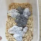 فروخ روز الوان حلوه