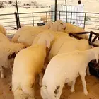 خرفان