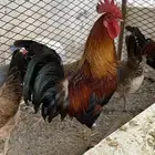 دجاج عربي