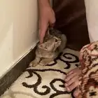 بسه شيرازيه