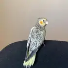 كروان هدد ( حمامه ) يوجد مقاطع للهدد