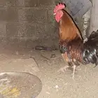 دجاج