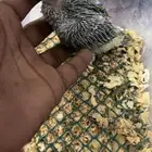 فروخ دره هندية تقبل غر ونظافة وريش وحجم ماشالله