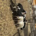 خرفان مهاجين