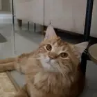 قط لتبني