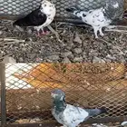 حمام البيع