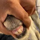 عنز للبيع