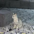 قط حصلته ضايع بحي المروج