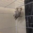 جوز روز منتج