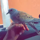 قمري نزل للبيع