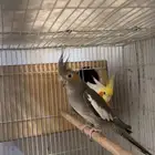 كروان باكستاني منتج