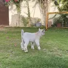 ماعز قزم
