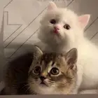 قطط