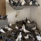 حمام مشكل
