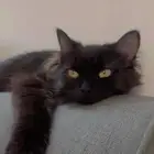 قط تبني