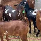 تيوس للبيع