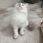 قطو للبيع شيرازي