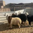 ذبائح للبيع سميراء