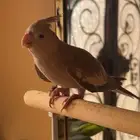 طير كروان وايت فيس