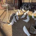 يوجد حمام فرنسي جانبو حاولي 60 جوز ومنتج وصحة ممتازة