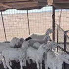 للبيع 4 خرفان و 5 رخال العمر من شهرين ونص إلى ثلاث اشهر