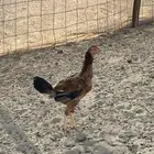 دجاجه باكستانيه للبيع السوم وصل 90 حد 100