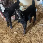 معزا عربيات أصايل