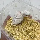 فرخ روز البينو شامل ملحقاته