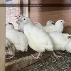 سمان تكساس تم البيع