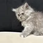قطط للبيع الزلفي
