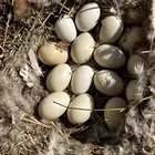 بيض وز مصري