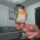 كايك بلاك هد
