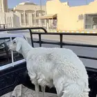 غنم