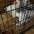 دجاج براهما