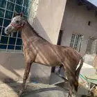 مهر شعبي