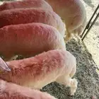 طليان